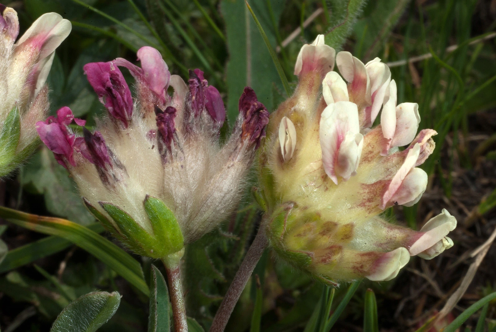 Photo Maurizio Broglio - Anthyllis vulneraria subsp. valesiaca